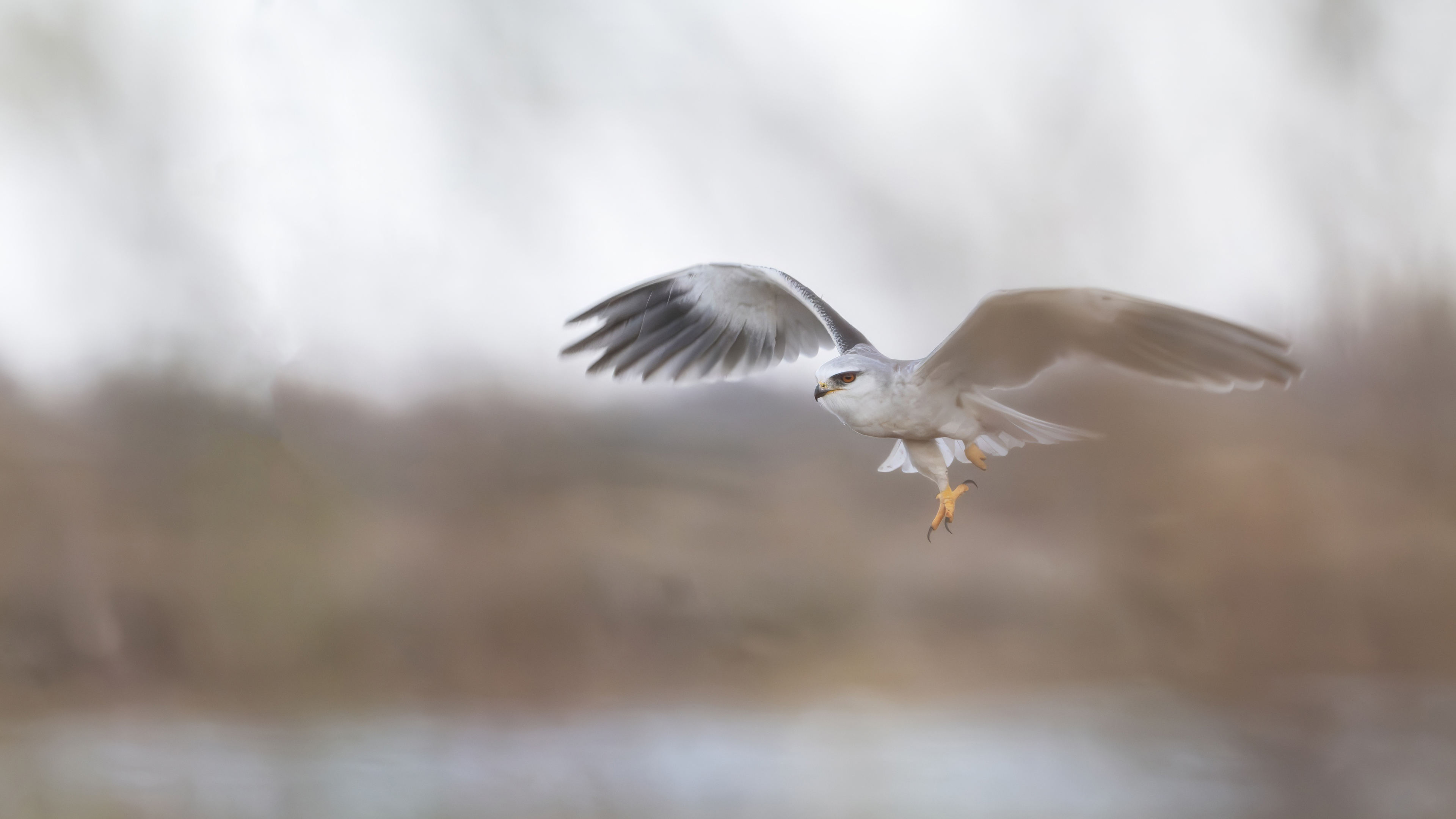 Black-winged Kite